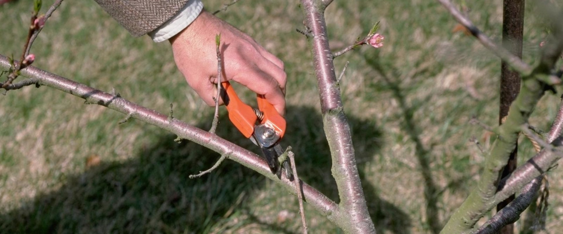 Pruning Newly Planted Trees for Landscaping: A Guide for Beginners