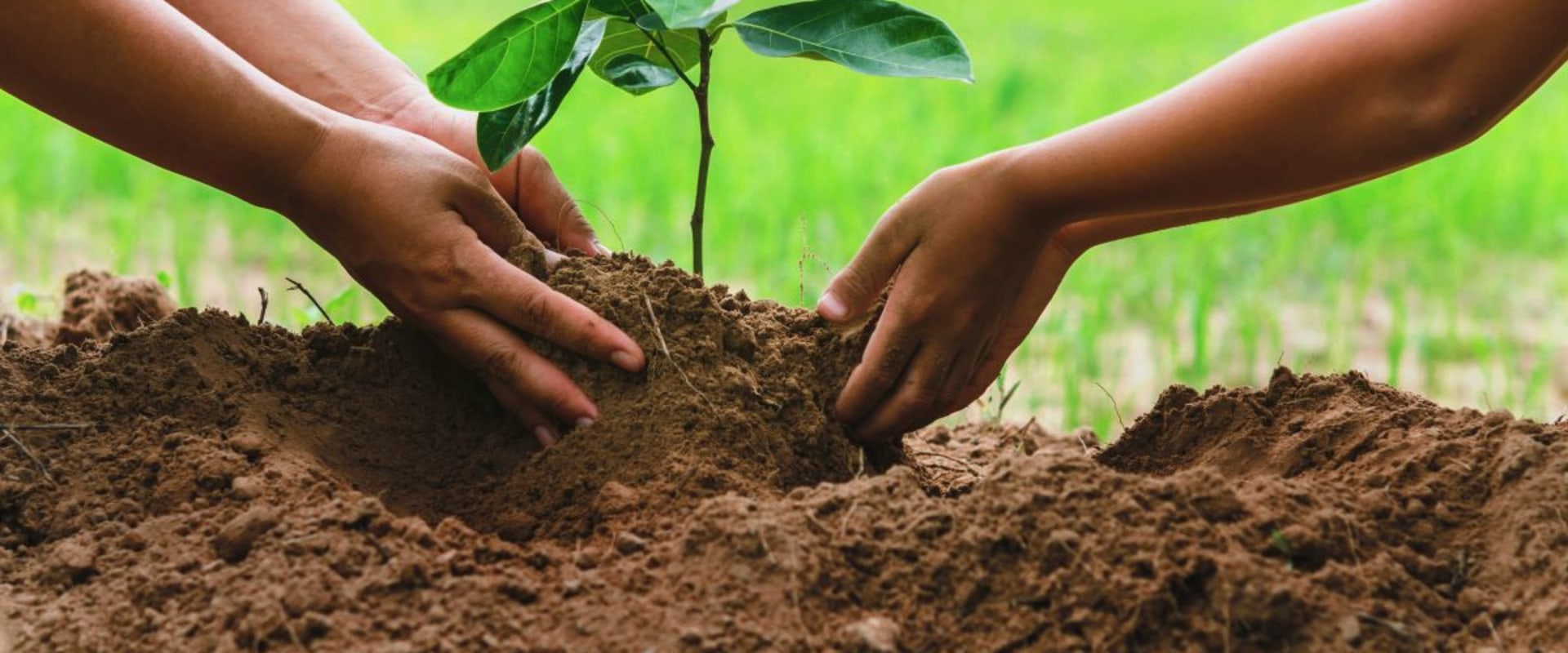 Planting Trees in Sunny Areas: A Comprehensive Guide