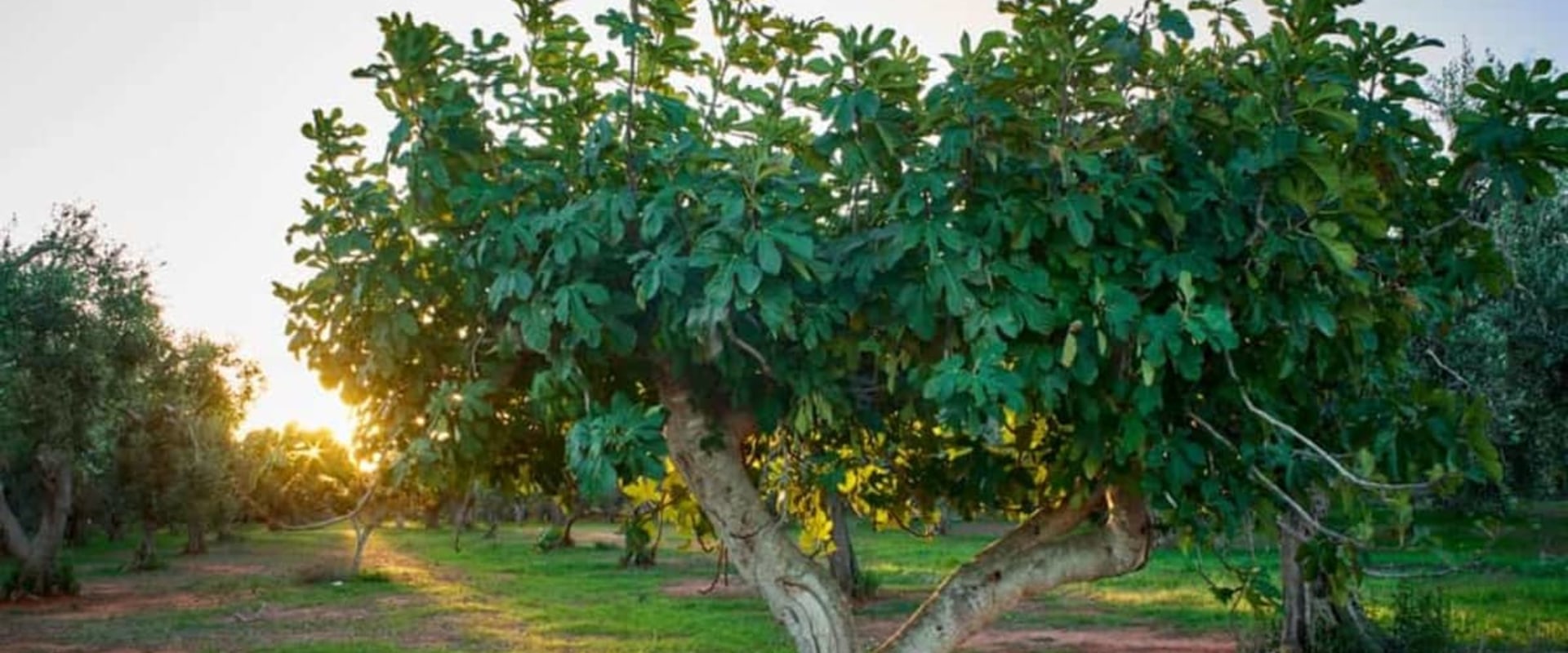 Planting a Tree in the Sun: A Comprehensive Guide