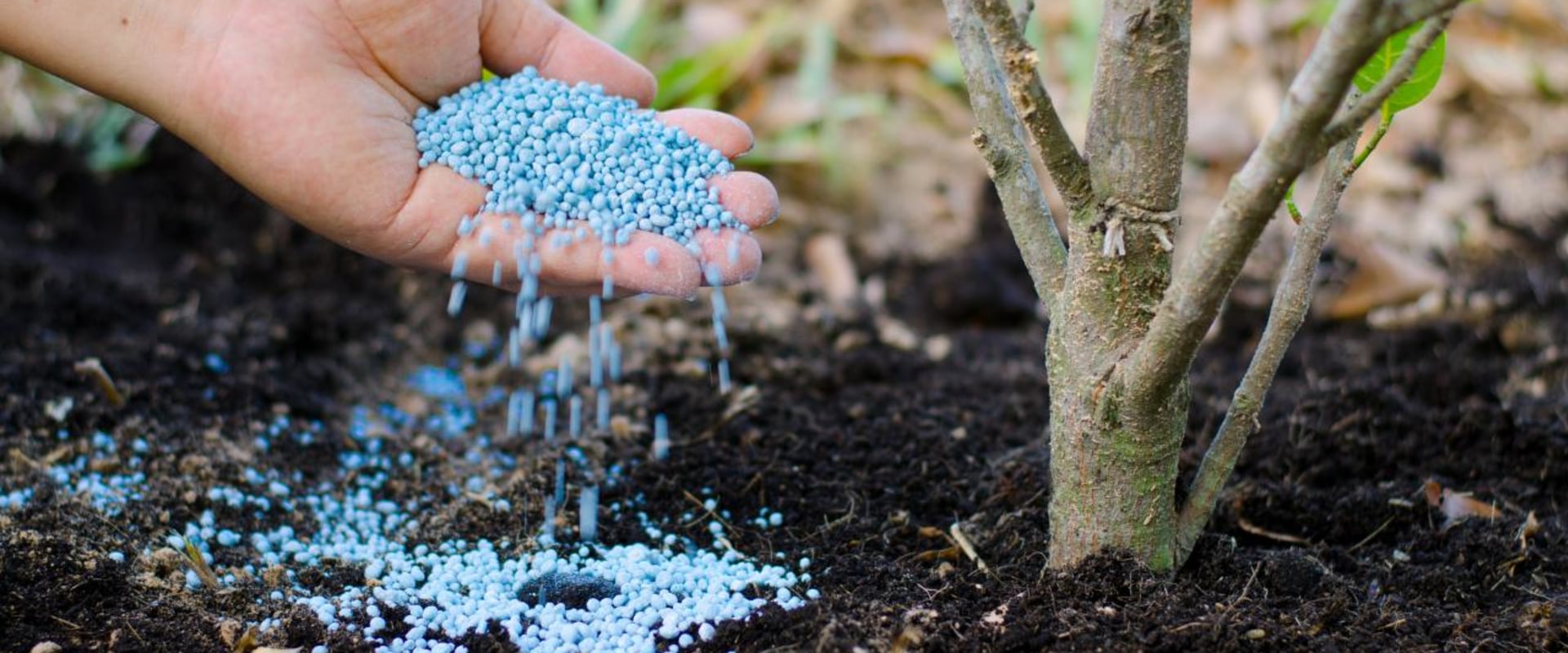 The Best Fertilizer for Tree Planting in Landscaping