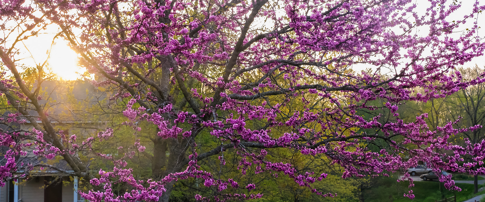 15 Best Trees for Landscaping Your Backyard