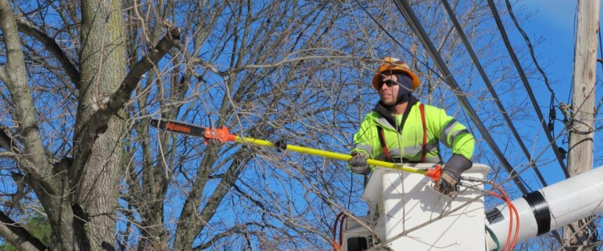 Planting Trees Near Power Lines: What You Need to Know
