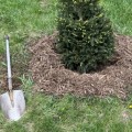 Caring for Newly Planted Trees in Landscapes: A Guide for Homeowners