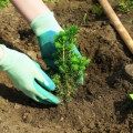 The Best Soil for Planting Trees: A Comprehensive Guide