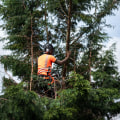 How Tree Service Companies Help Create Beautiful Landscapes Through Expert Tree Planting In Kalamazoo, MI?