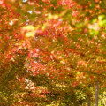 Fall Planting: Is it the Right Time to Plant Trees in Autumn?