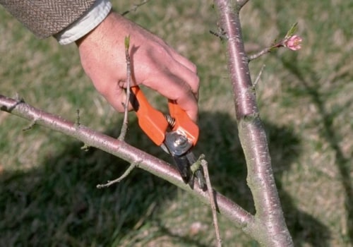 Pruning Newly Planted Trees for Landscaping: A Guide for Beginners