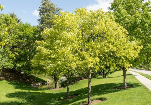 The Benefits of Tree Planting for Landscaping: A Comprehensive Guide
