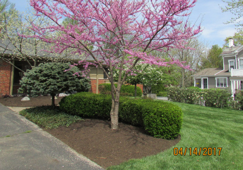 When is the Optimal Time to Plant Trees for Landscaping?