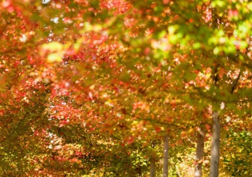 Fall Planting: Is it the Right Time to Plant Trees in Autumn?