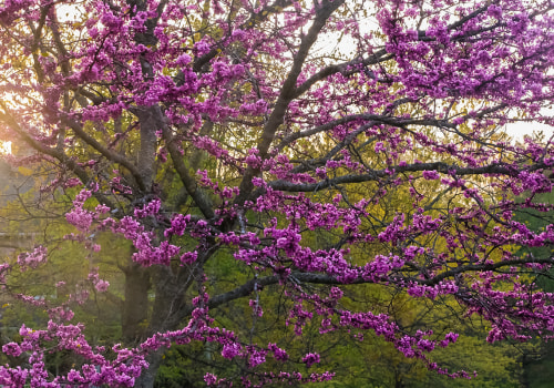 15 Best Trees for Landscaping Your Backyard