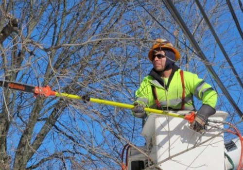 Planting Trees Near Power Lines: What You Need to Know